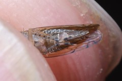 Osbornellus auronitens