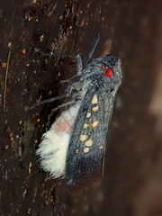 Poiocerinae