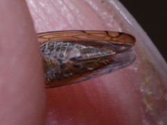 Osbornellus auronitens