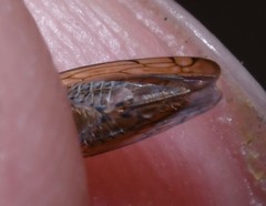 Osbornellus auronitens