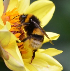 Bombus