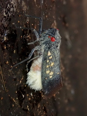 Poiocerinae