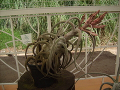 Tillandsia seleriana