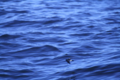 Oceanites oceanicus chilensis