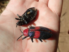 Coraliomela aeneoplagiata