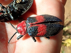 Coraliomela aeneoplagiata