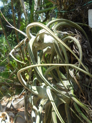 Tillandsia seleriana