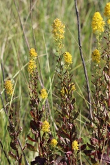 Solidago speciosa