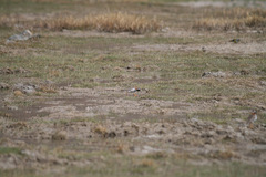 Phegornis mitchellii