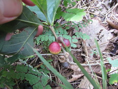 Disholcaspis globosa