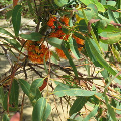 Eucalyptus phoenicea