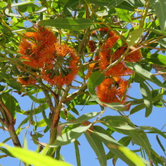Eucalyptus phoenicea