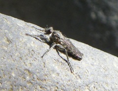 Lasiopogon sierra
