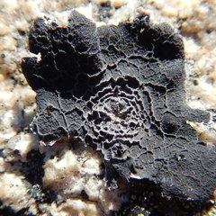 Umbilicaria proboscidea