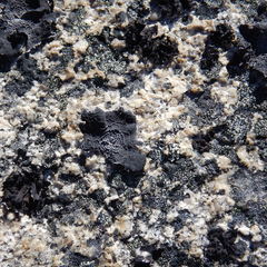 Umbilicaria proboscidea