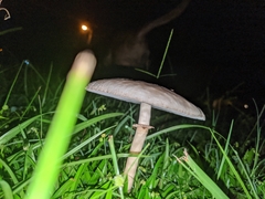 Chlorophyllum molybdites image