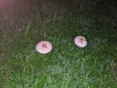 Chlorophyllum molybdites image