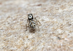 Salticus scenicus