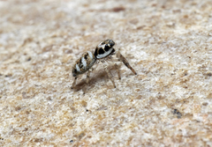Salticus scenicus