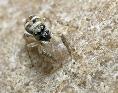 Salticus scenicus