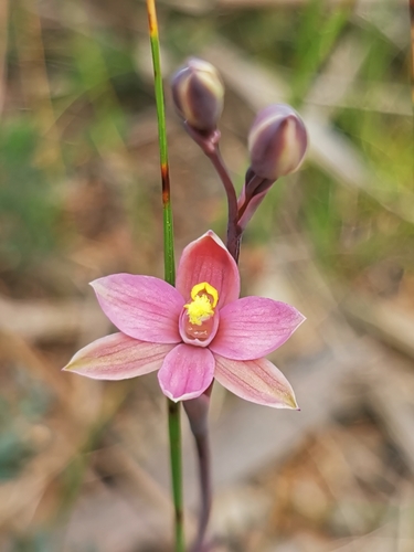 Thelymitra luteocilium Fitzg.
