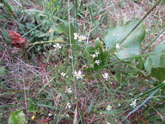 Symphyotrichum depauperatum
