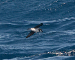Pterodroma mollis