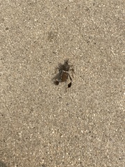 Leptoglossus zonatus