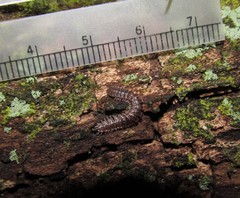 Pseudopolydesmus pinetorum