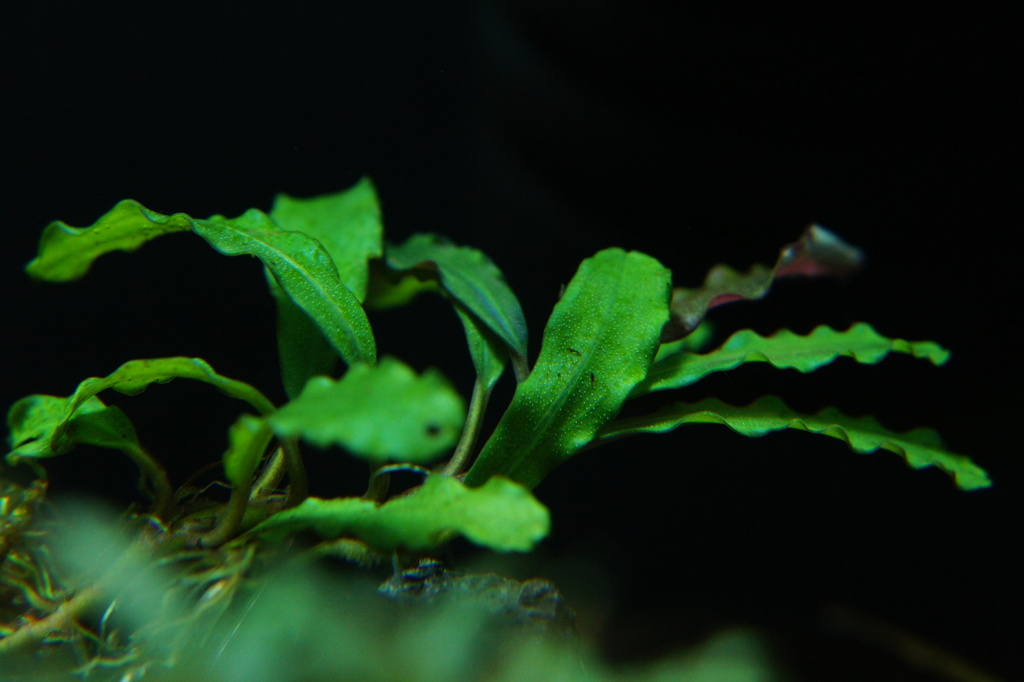 Bucephalandra