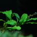 Bucephalandra - Photo (c) Clifford Yu, some rights reserved (CC BY-NC-SA)