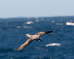 Pterodroma mollis