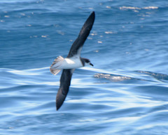 Pterodroma mollis