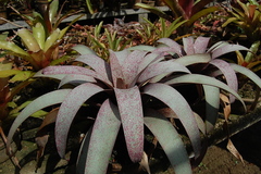 Vriesea saundersii
