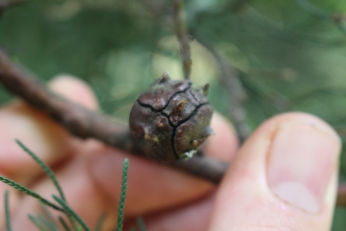 Cupressus lusitanica - Whole tree