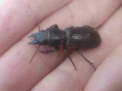 Mecodema sculpturatum