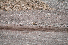 Upucerthia dumetaria