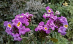 Lantana fucata