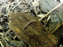 Pseudopolydesmus pinetorum