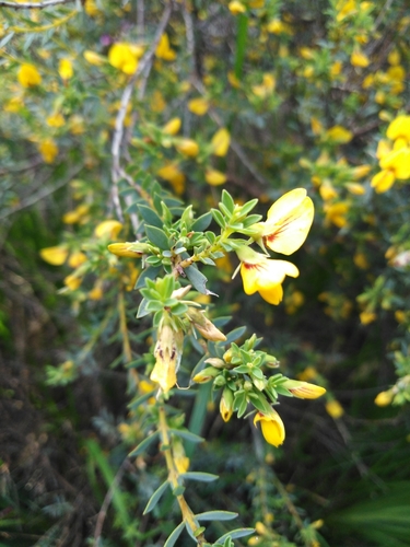 Image of Eutaxia diffusa by (c) Sam Buxton Stewart, some rights reserved (CC BY)