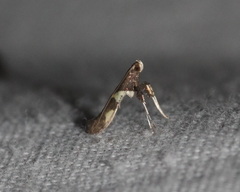 Caloptilia umbratella