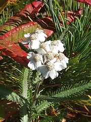 Achillea alpina camtschatica