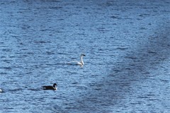 Cygnus columbianus columbianus