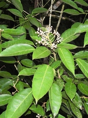 Dendropanax arboreus