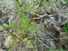 Potentilla supina