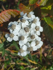 Achillea alpina camtschatica