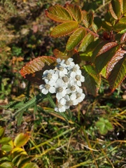 Achillea alpina camtschatica