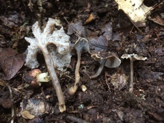 Craterellus sinuosus
