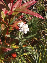 Achillea alpina camtschatica