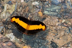 Catonephele cortesi